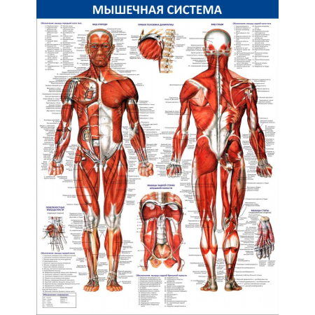 Мышечная система